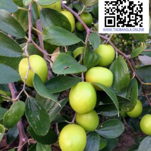 20181221 Taobangla.online2