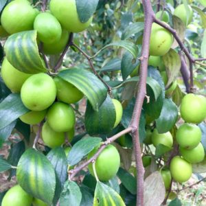 20181221 Taobangla.online5